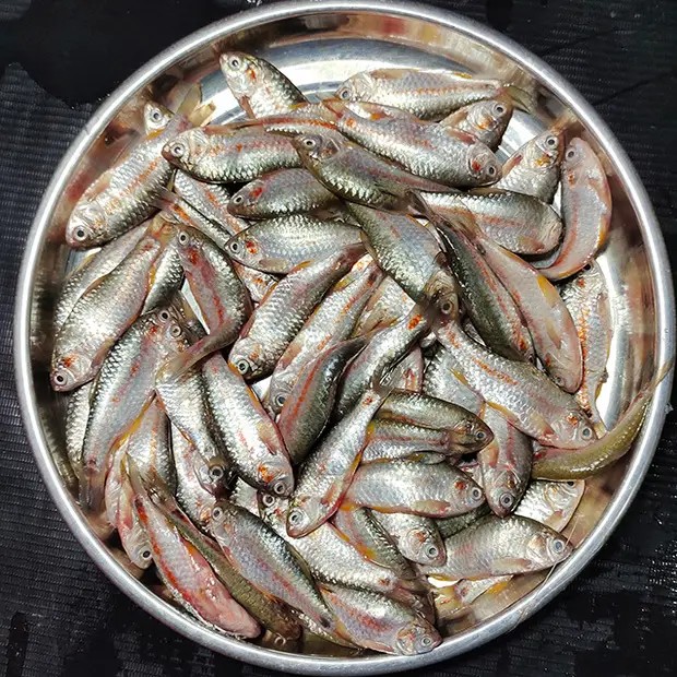 দেশী পুটি মাছ