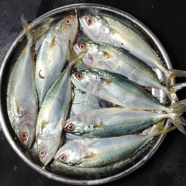 Wet mackrel fish