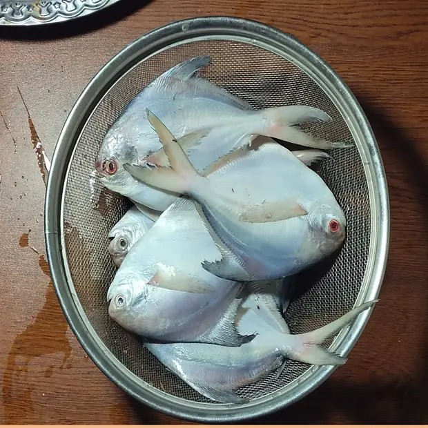 রুপচাদা মাছ ( ৬-৮) পিচ