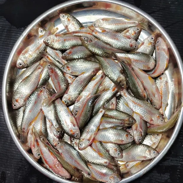 মলা মাছ