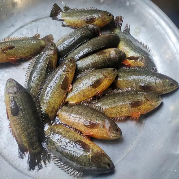 দেশী কই মাছ (13-15)