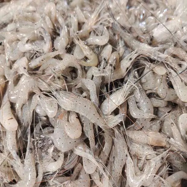 সবজি চিংড়ি ( সাদা চিংড়ী)