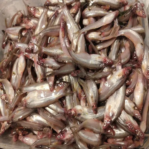 বাতাসী মাছ