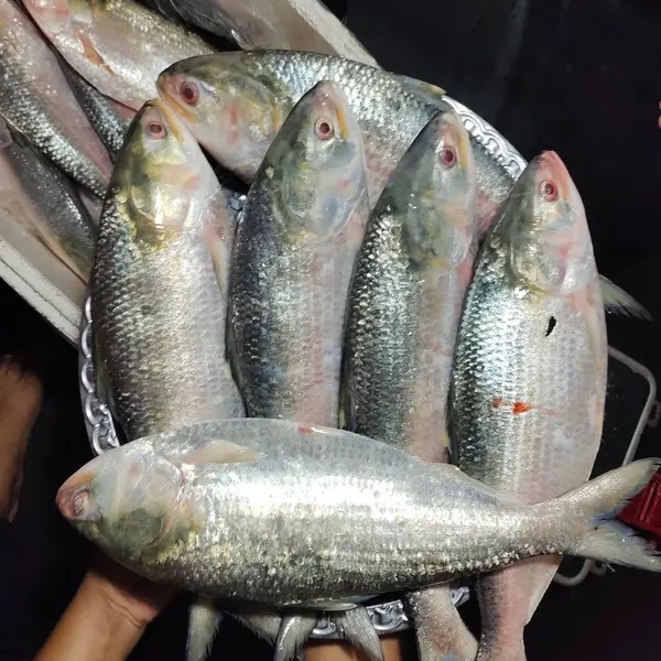 ইলিশ (১০০০+) গ্রাম, কেজি প্রতি মূল্য ১৪৮০৳