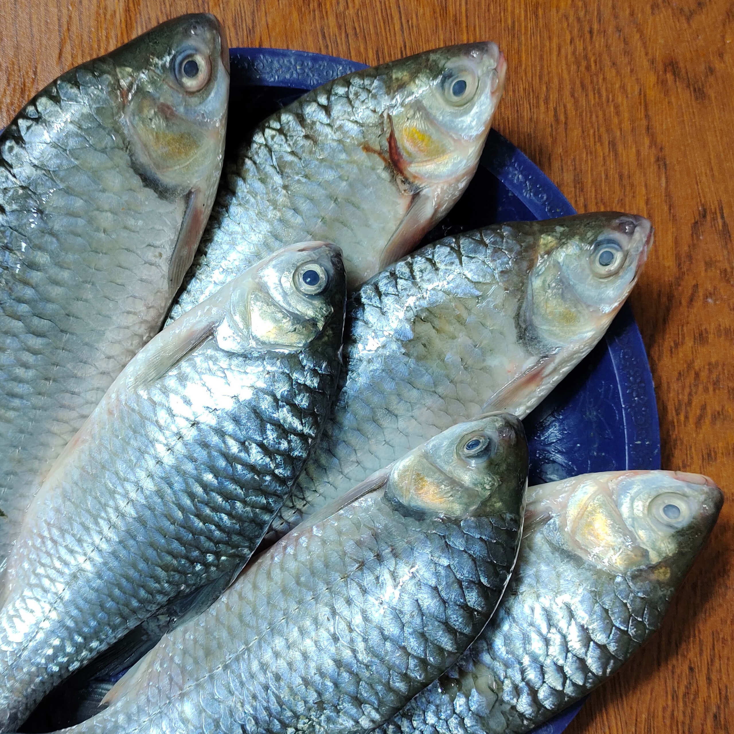 নদীর শরপুটি মাছ