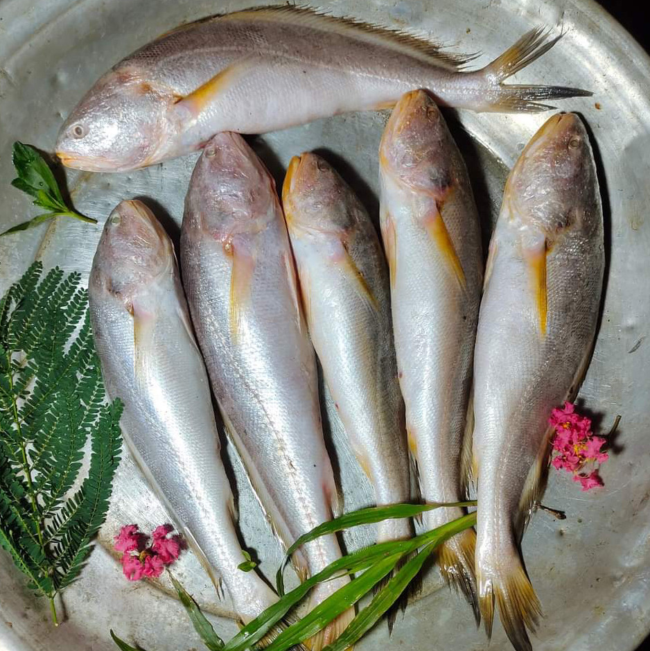 নদীর পোয়া মাছ (৪-৬) পিচ