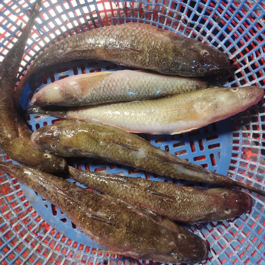 নদীর বেলে মাছ মাঝারি সাইজ   (১০-১২) পিস