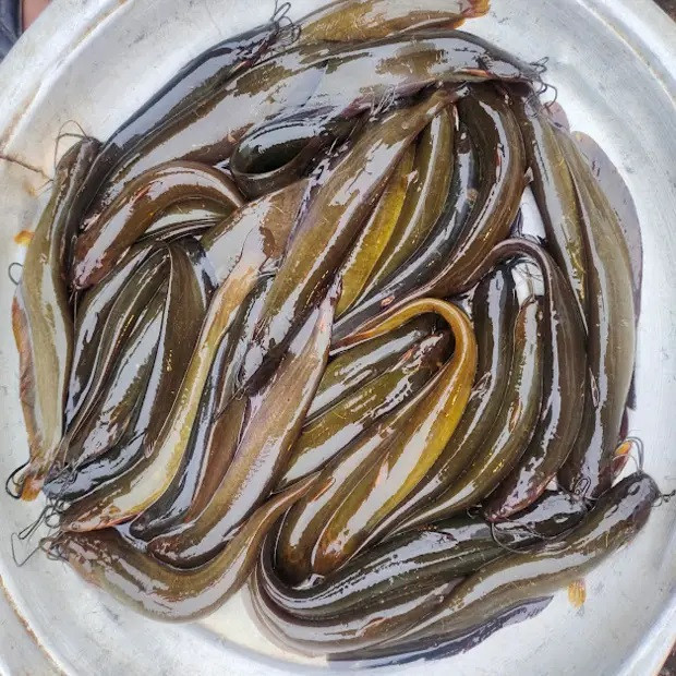দেশী শিং মাছ মাঝারি সাইজ