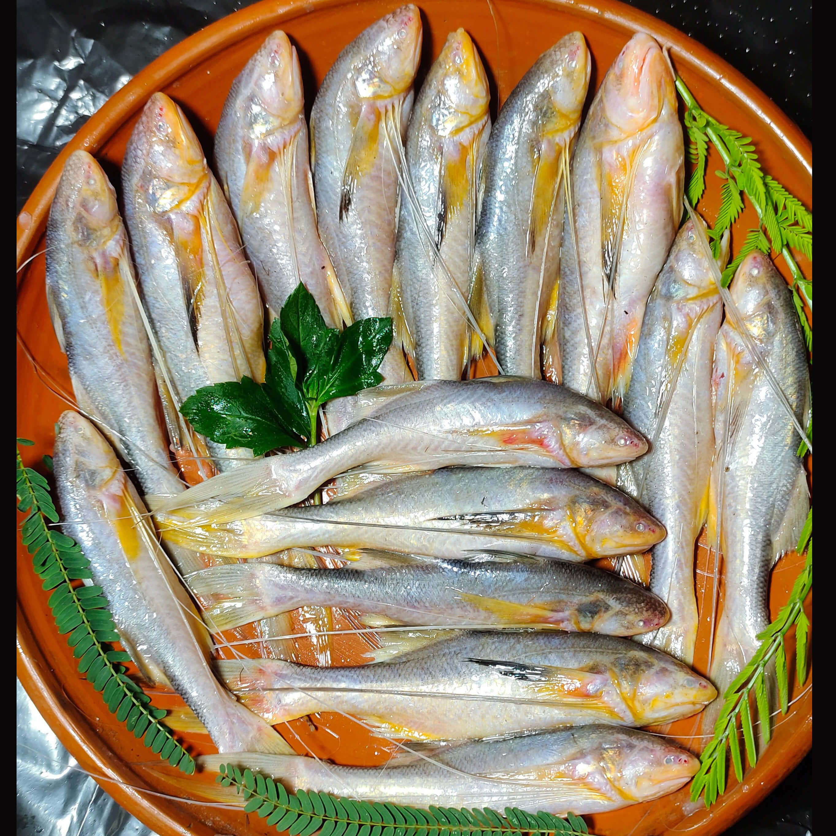 নদীর তপসে মাছ মাঝারী সাইজ