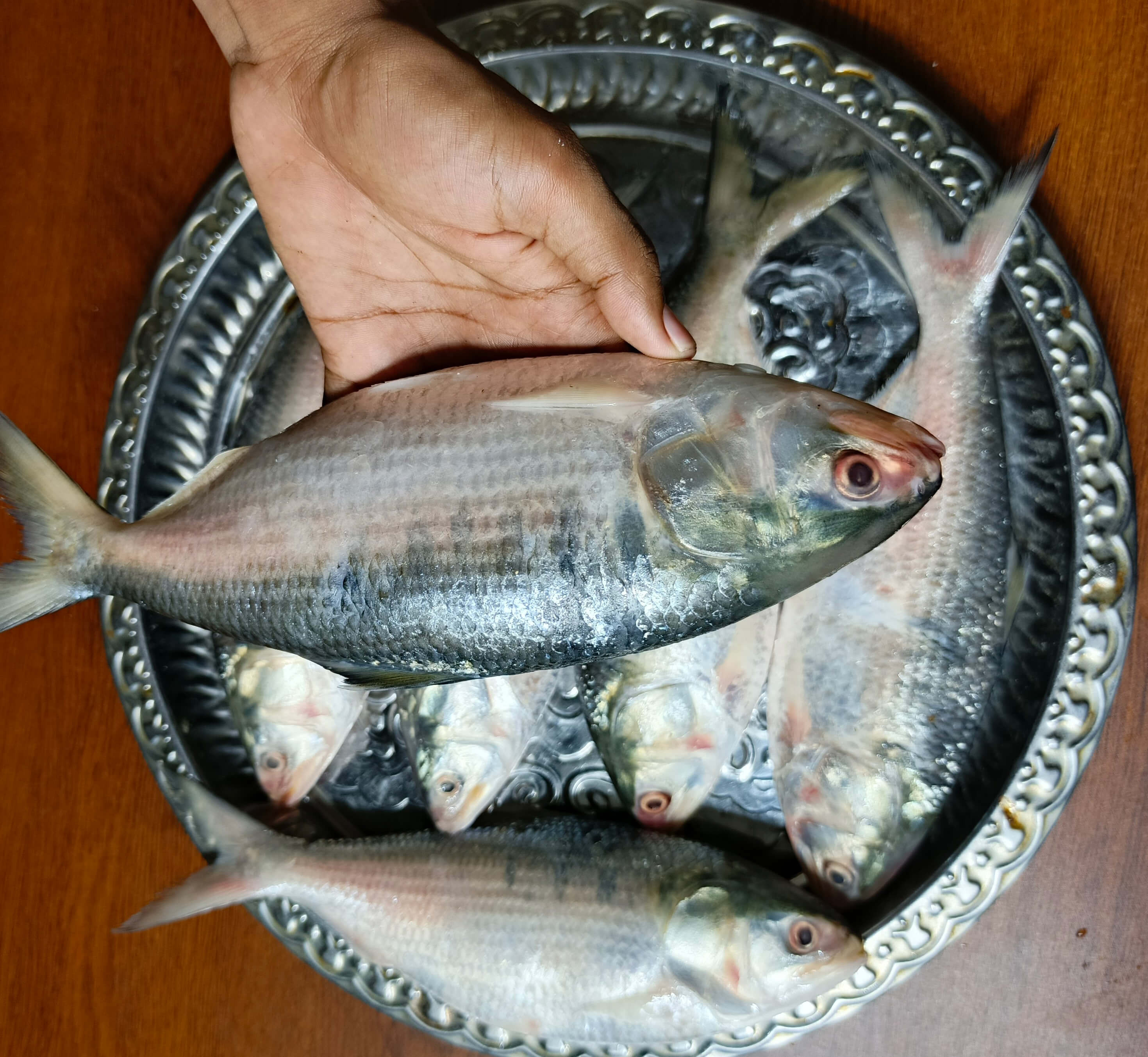 পদ্মার ইলিশ (300 গ্রাম + সাইজ ) (৫০+-) , ১ কেজিতে ৩ পিচ