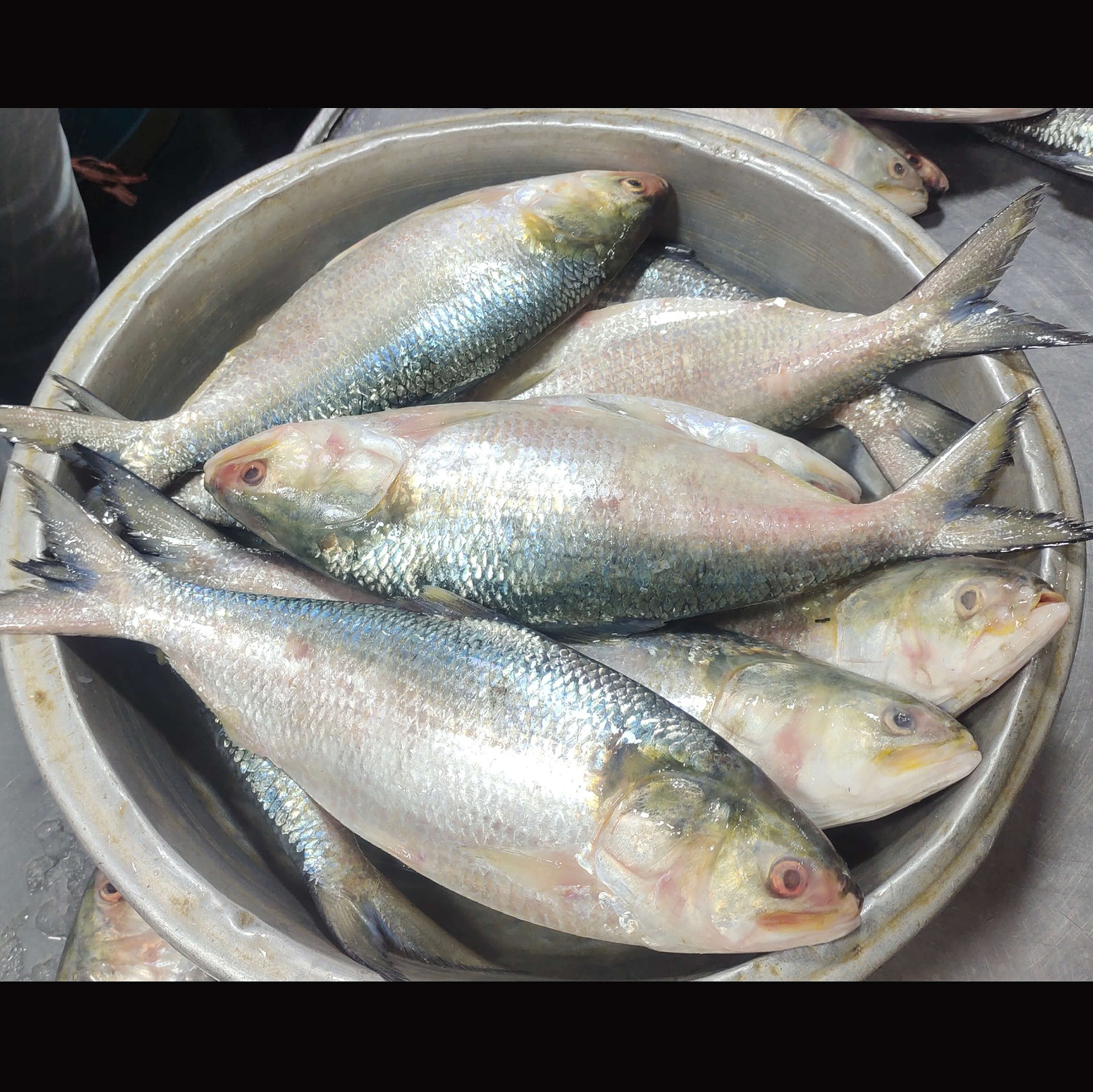 পদ্মার ইলিশ ১০০০+ গ্রাম সাইজ (৫০_+)  , কেজিপ্রতি মূল্য-২0৮০৳