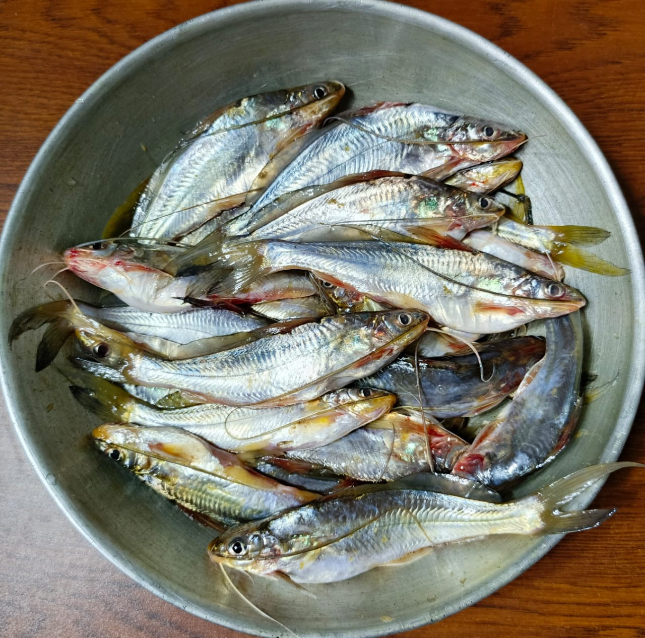 নদীর গুলশা বড় সাইজ ( ৫০০ গ্রাম ) কেজি প্রতি মূল্য -৫৪০