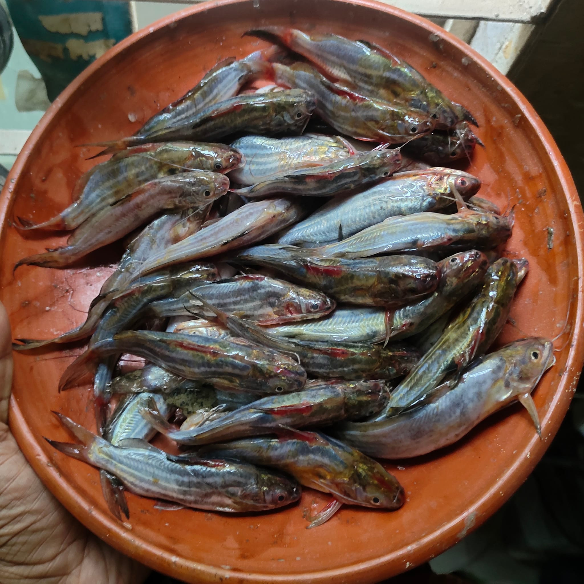 দেশী ট্যাংরা মাছ