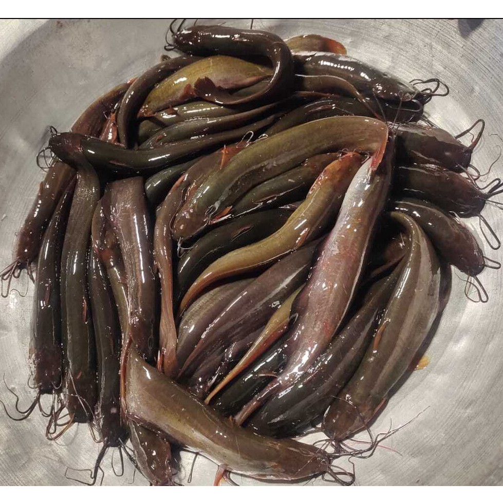 দেশি বড় সাইজের শিং মাছ ,কেজিতে (১২-১৩) পিচ