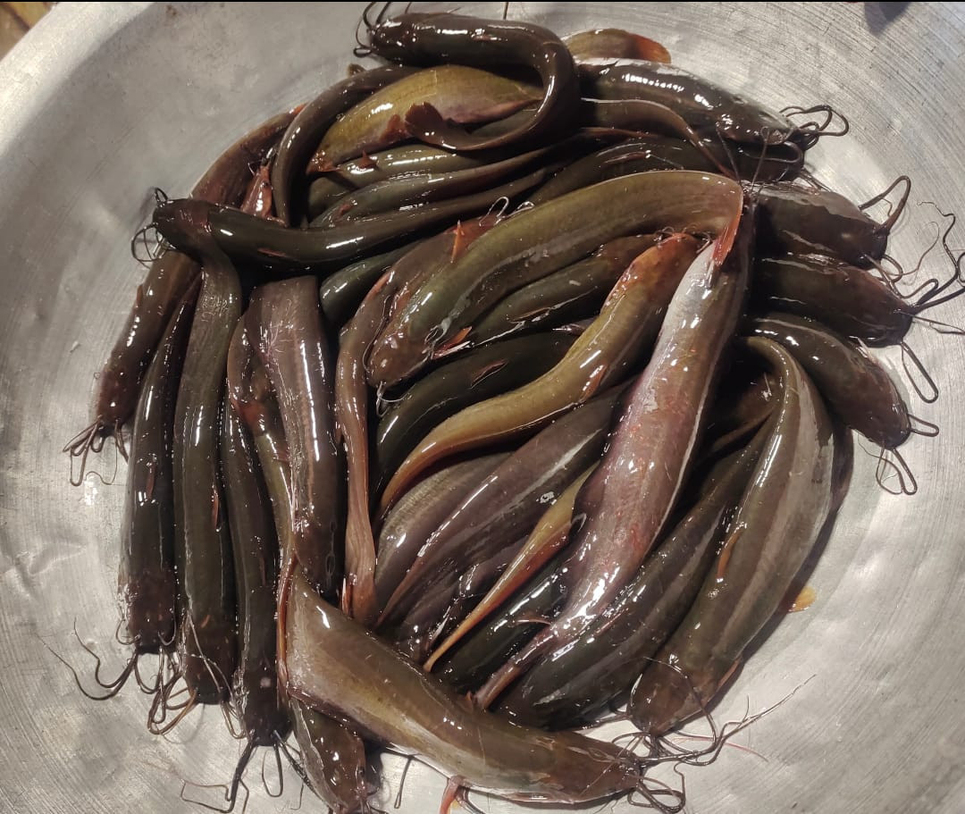 দেশী-শিং মাছ