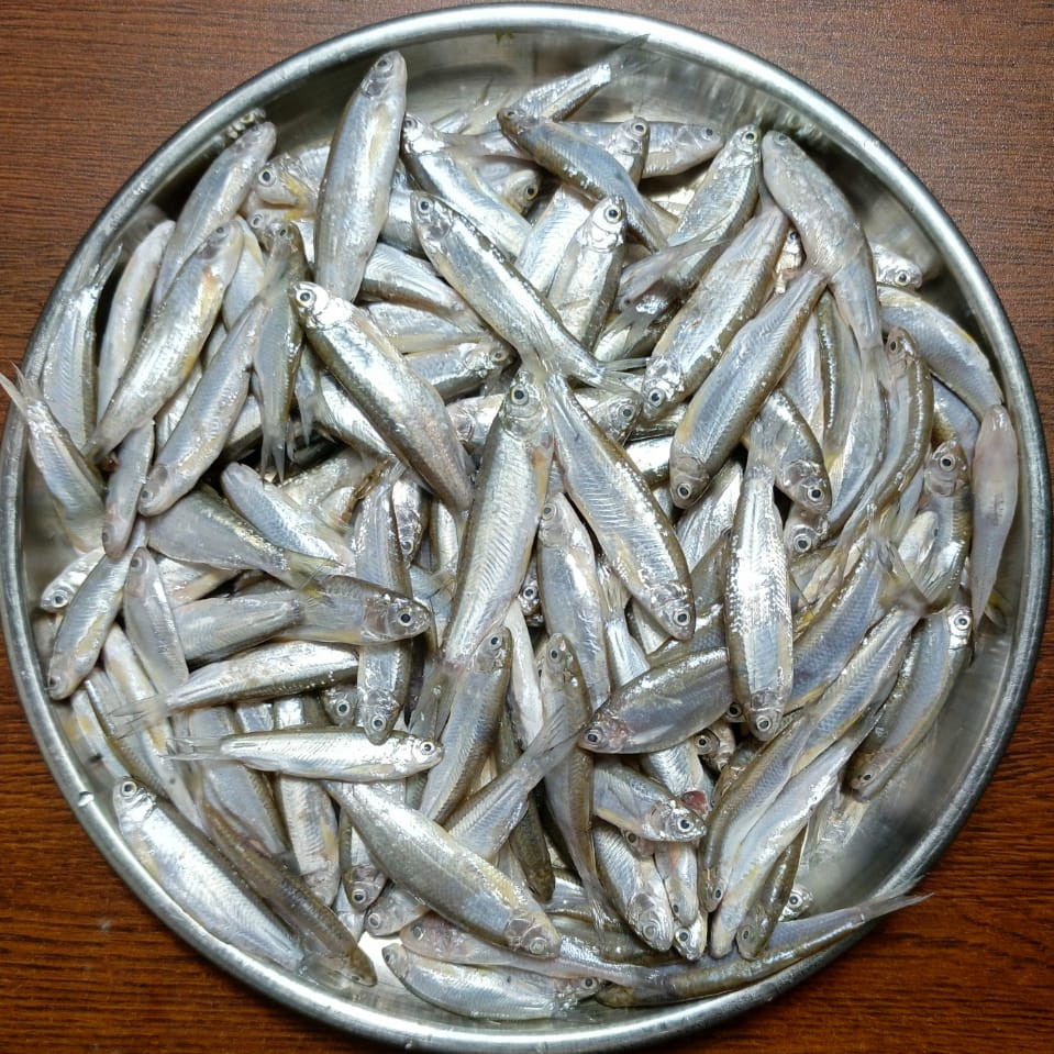 নদীর পিয়ালি মাছ .