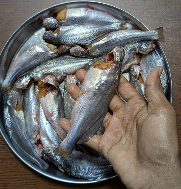 নদীর গুলশা মাছ ( বড় সাইজের )